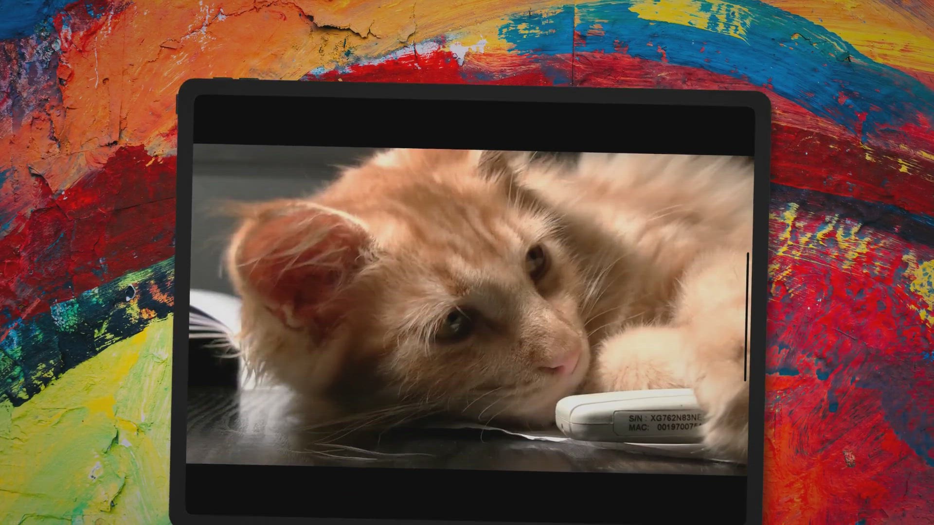 'Video thumbnail for 7 Ways to Secure Cat In Car With Leash (You Should Know!)'