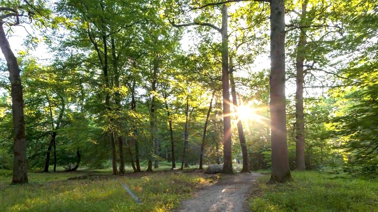 Video thumbnail for Forest floor sounds reveal woodland health