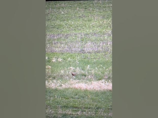 Video thumbnail for .204 ruger woodchuck smoking one at 300 yards