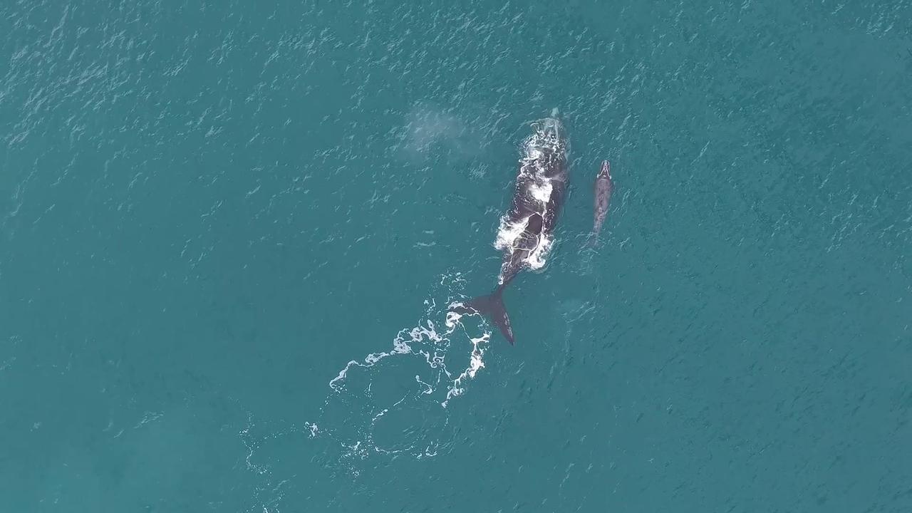 Video thumbnail for Argentina: Scientists monitor endangered whales in Argentina's San Jorge Gulf.