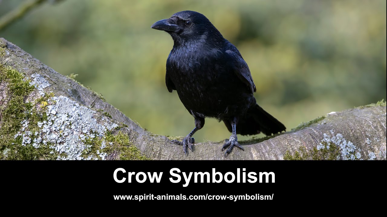 Video thumbnail for Crow Symbolism