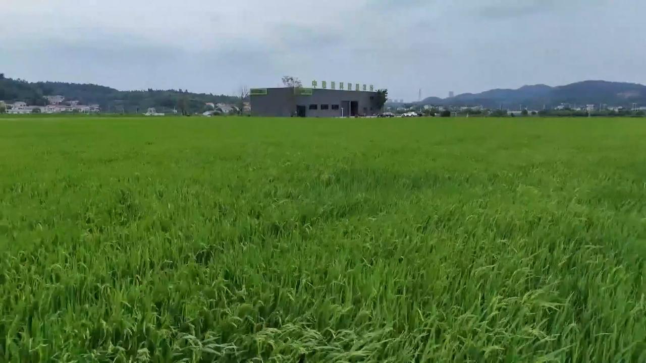 Video thumbnail for China: Drones, AI safeguard late rice field management in central China.