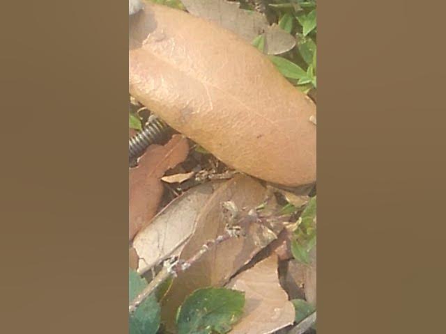 Video thumbnail for Up Close Visual Of Worm In Grass