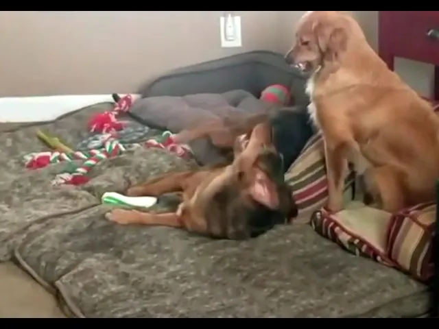 'Video thumbnail for Cute Dog Just Wants To Play With Sibling Puppy'