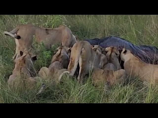 Video thumbnail for Lions Eating Prey (Buffalo) - Masai Mara Kenya
