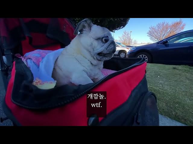 Video thumbnail for Soony went to Kroger.