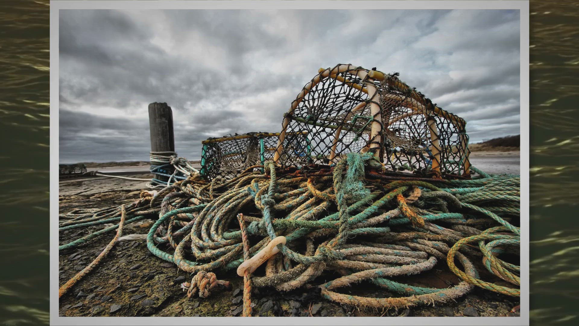 Video thumbnail for Exploring Lobster Fishing Season and Size Limits in California Waters