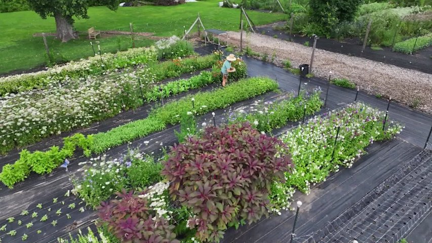 Video thumbnail for Cut your own bouquet at Honeybee Grove Flower Farm