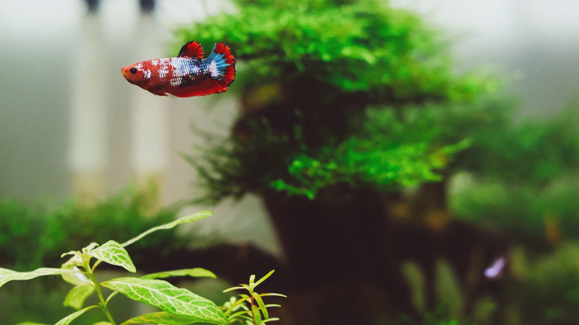 'Video thumbnail for How to Set Up a Stunning Fish Aquarium'