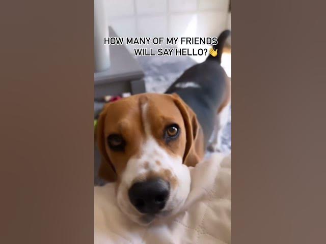 'Video thumbnail for H🐾 #dog #beagle #pets #beaglelife #doglover #beaglepuppy #doglife #puppy #beaglelove #puppyvideos'