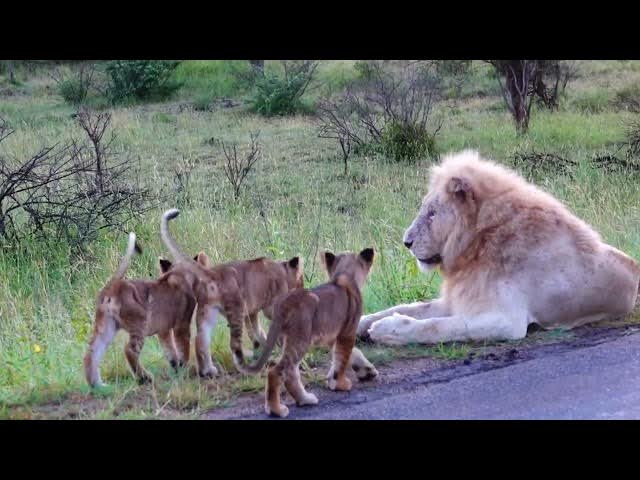Video thumbnail for 3 Male Lions and Cute Babies