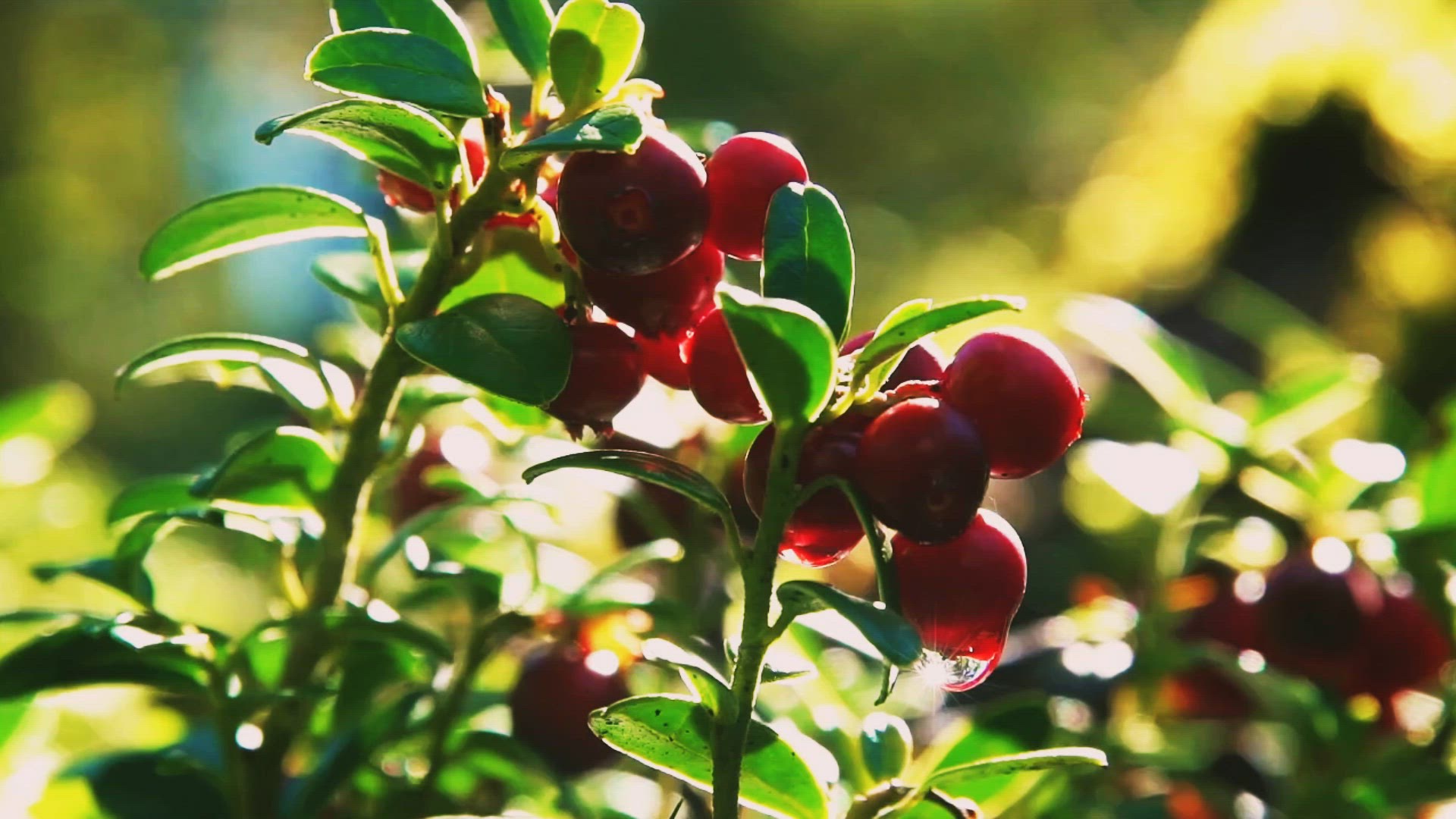 Video thumbnail for Turkey and Cranberry Sandwich - Delicious Recipe Idea
