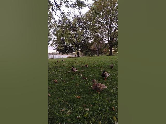 Video thumbnail for Ducks on Patrol in Chicago's Lincoln Park