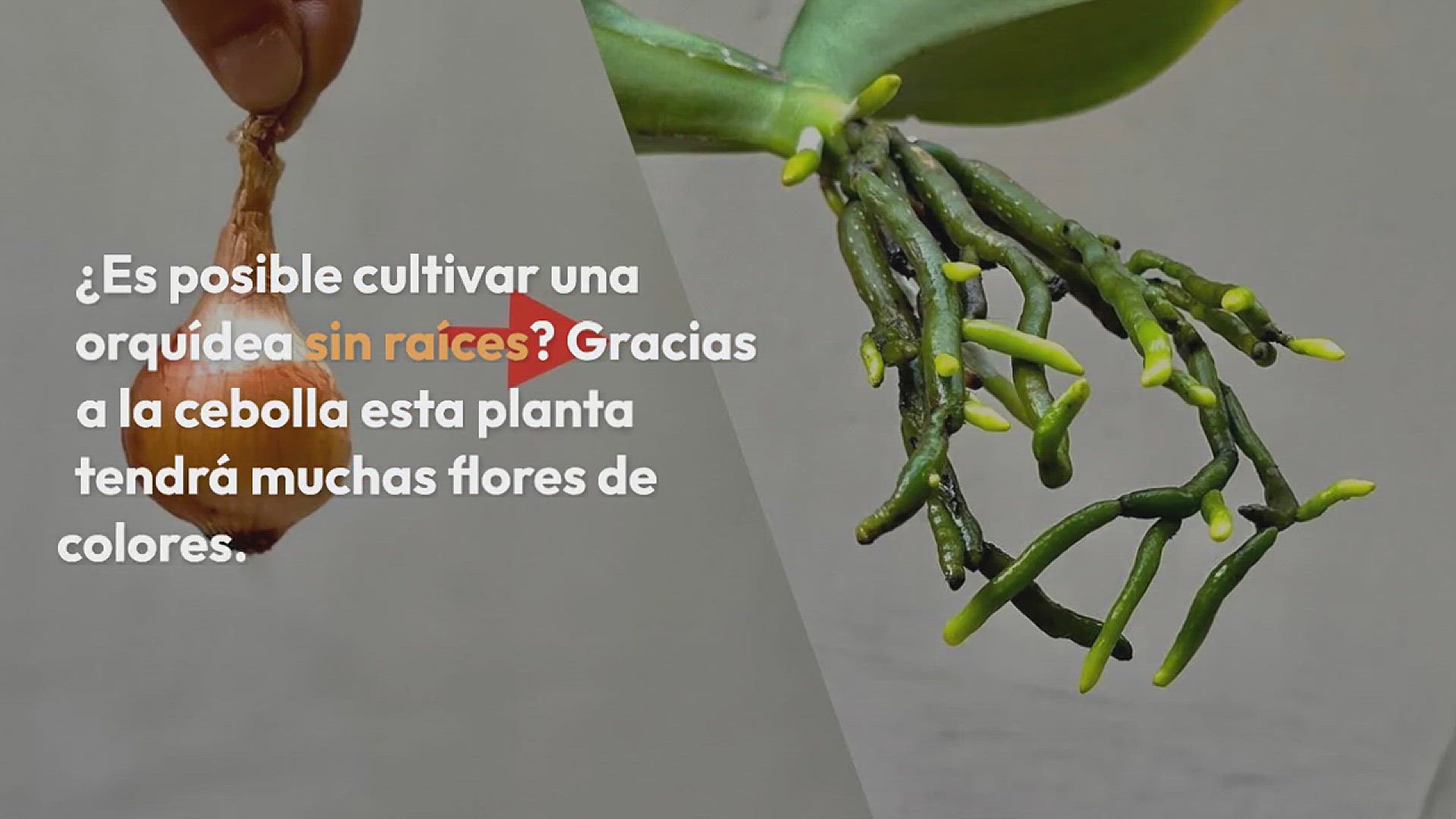 Video thumbnail for Con una sola cebolla tu orquídea crece con raíces llenas y una avalancha de flores