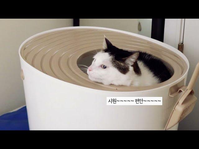 Video thumbnail for 반려묘의 편안한 배변활동을 위한 집사의 노오력 - 리터박스 청소하기