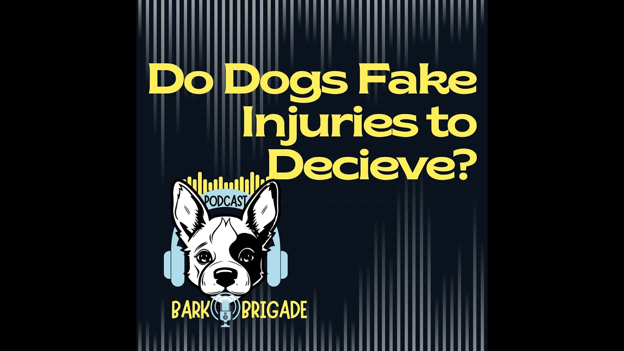Video thumbnail for Do Dogs Fake Injuries?