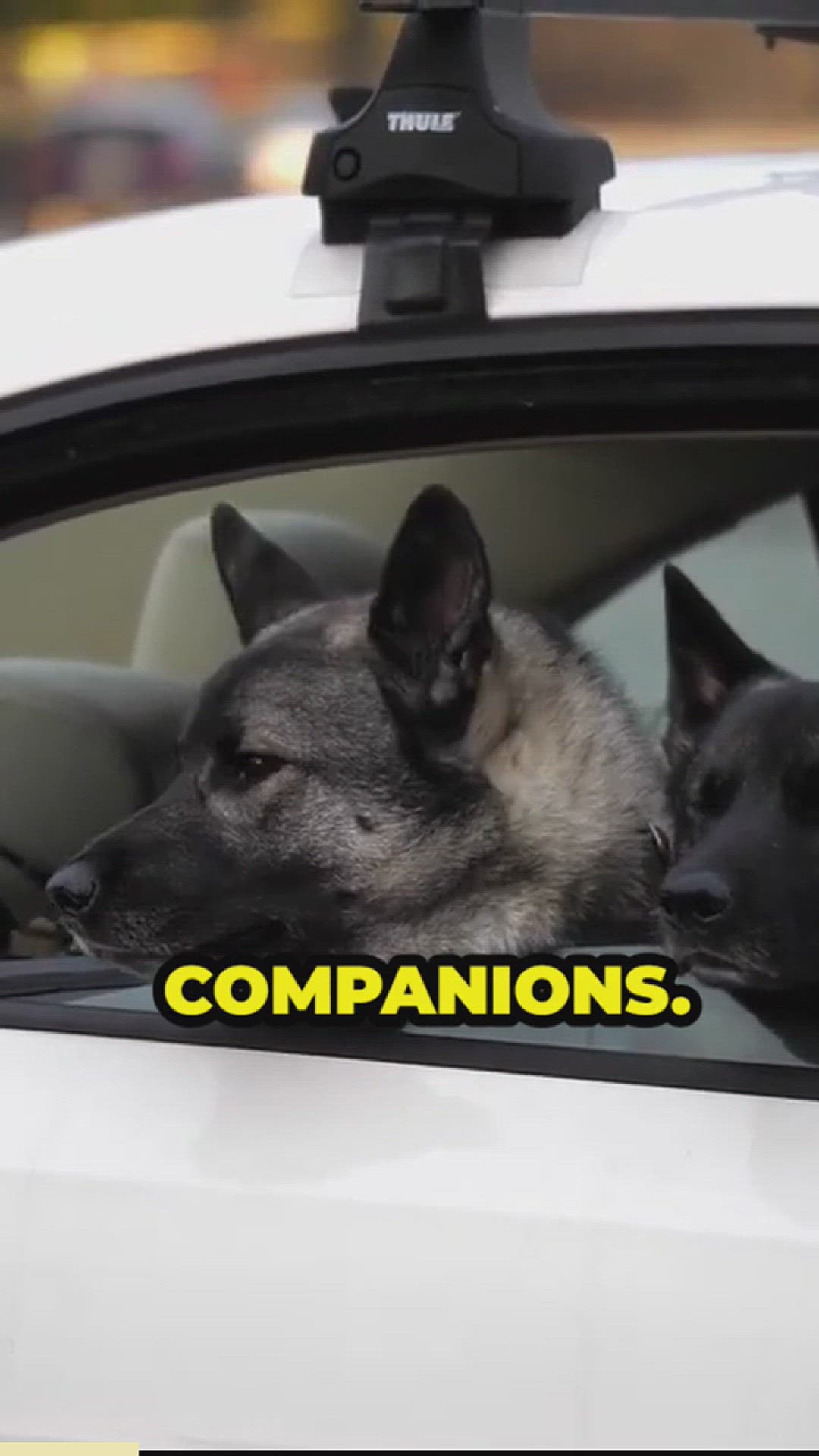'Video thumbnail for the versatility of german shepherds'