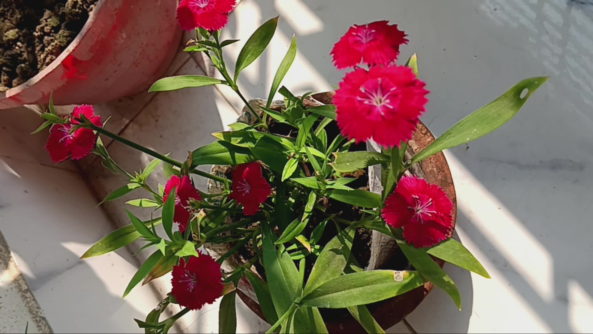 Video thumbnail for Roses: Timeless Elegance in Every Petal”