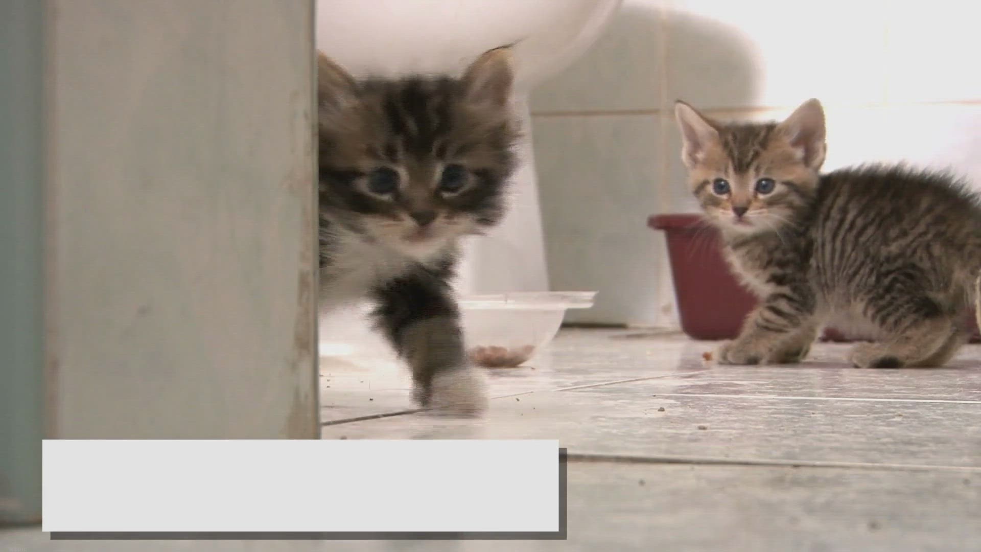 'Video thumbnail for Preparing Your Home for New Ragdoll Kittens: A Comprehensive Guide'