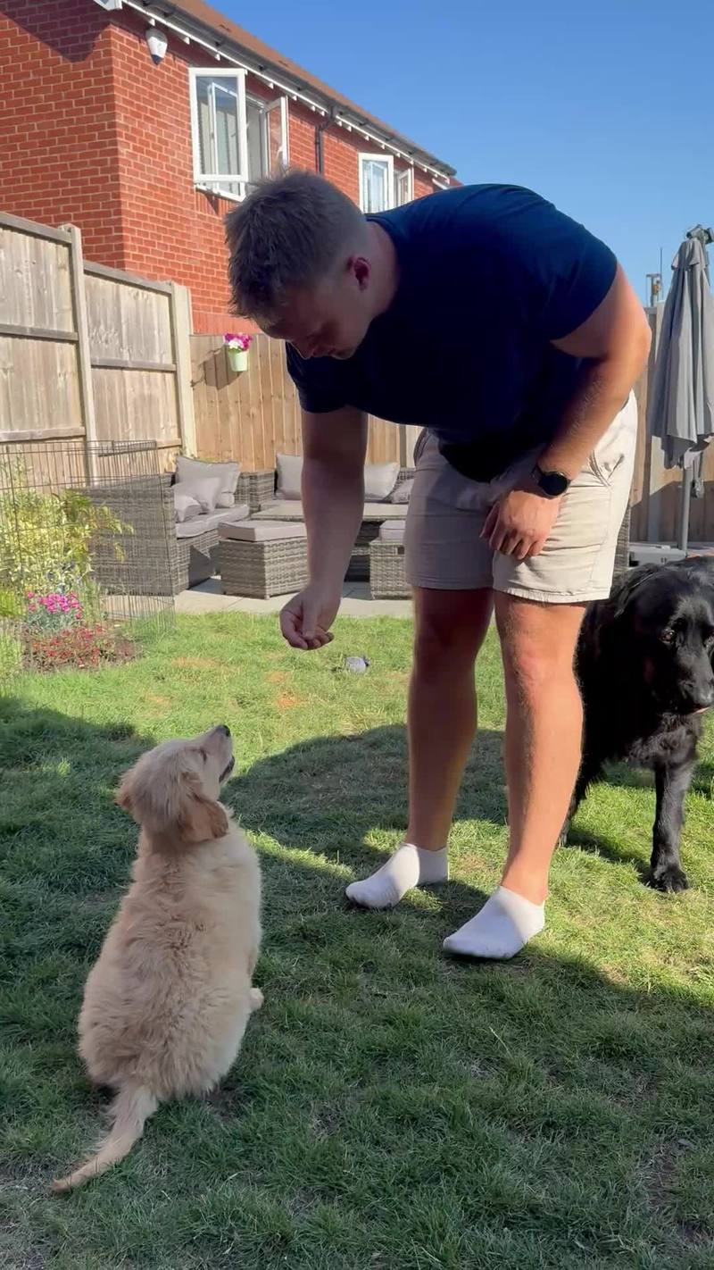 Video thumbnail for Golden Retriever Puppy Learns Sit with Older Dog Helper
