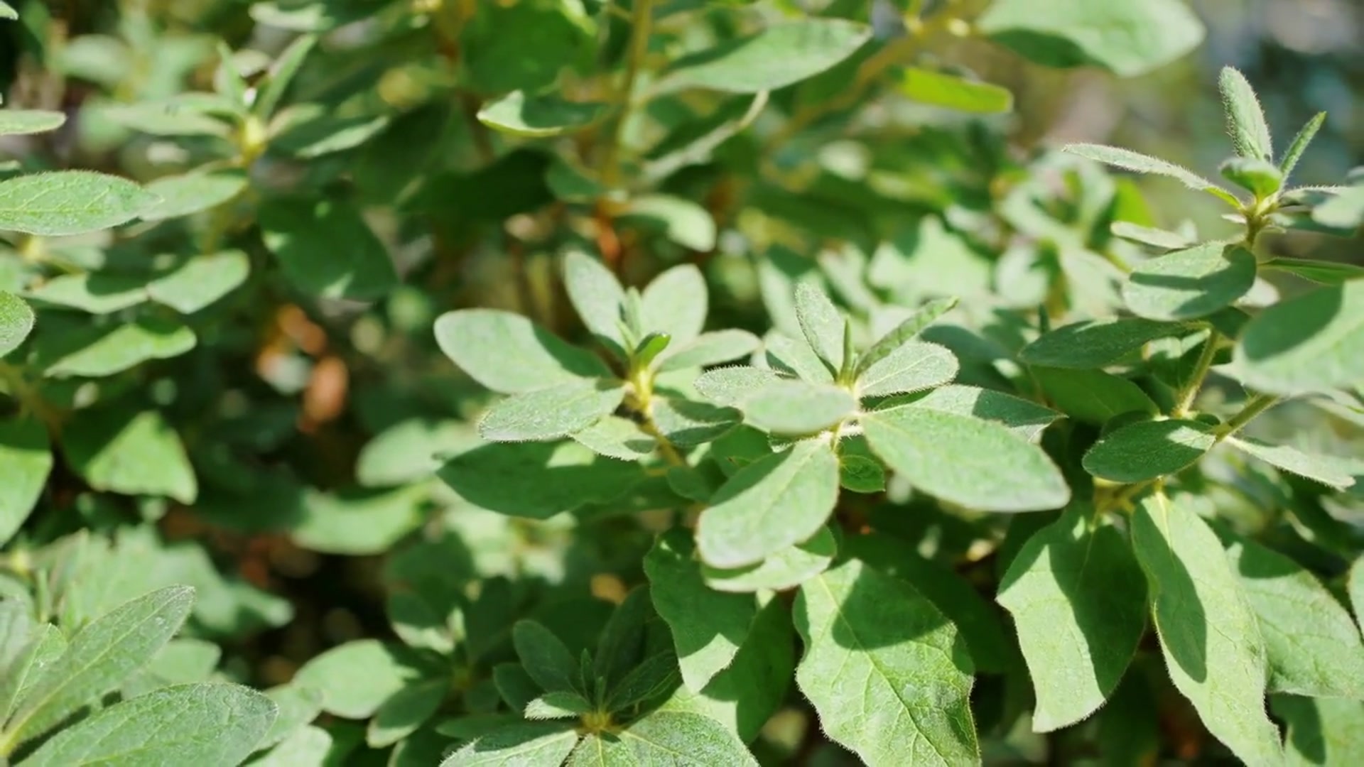 Video thumbnail for Philodendron Birkin Care