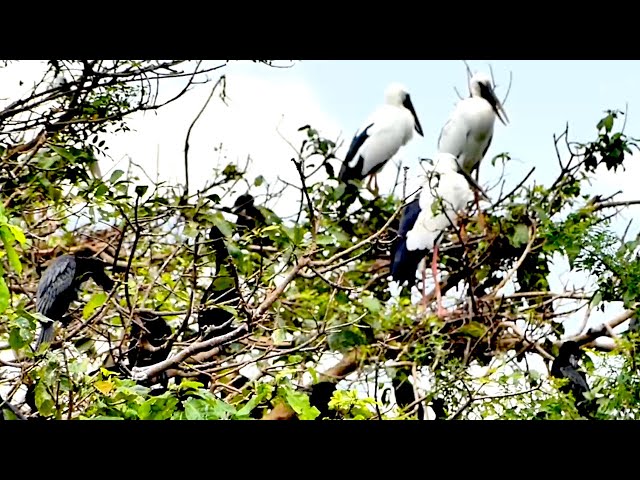 Video thumbnail for Wow Area land for crane bird live here alot to made nest