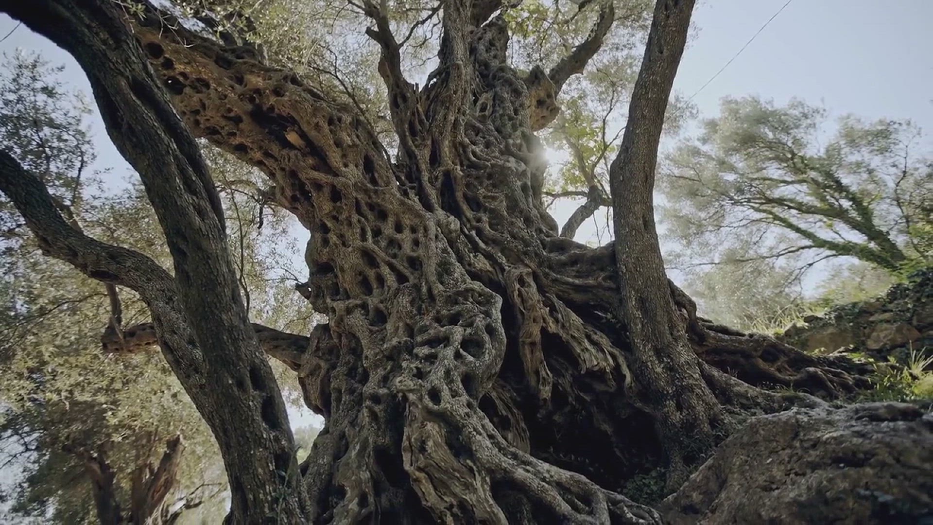 'Video thumbnail for How to Grow Hackberry Trees'