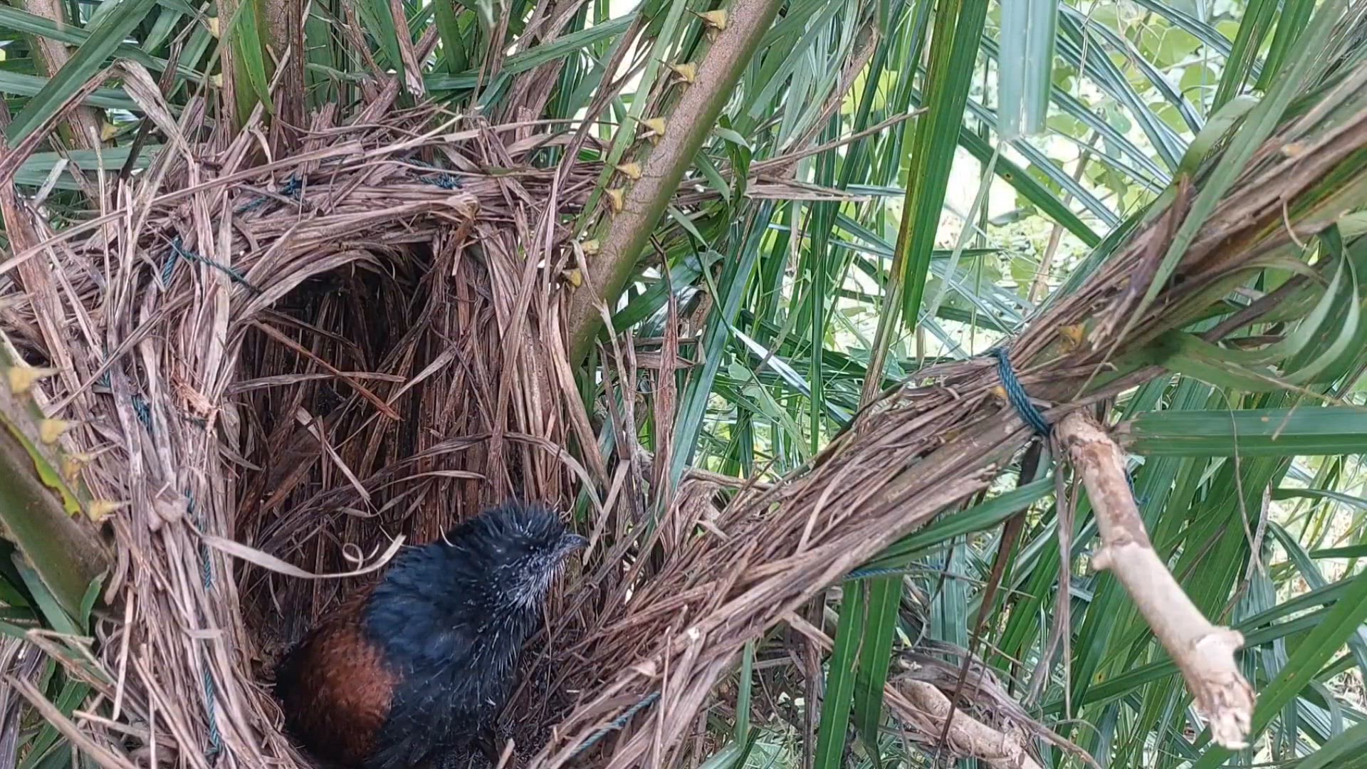 Video thumbnail for HABIS SUDAH KISAH ANAK BURUNG BUBUT INI