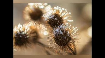 Video thumbnail for Sleep, Meditation, Yoga, Mindfulness, Relaxing, Peaceful, Massage Music, Spa Music