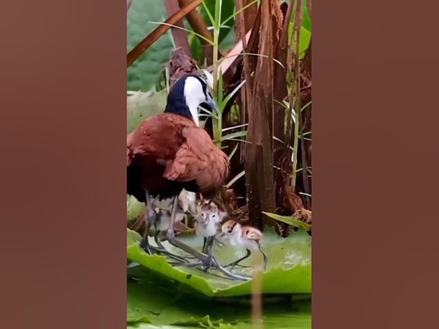 Video thumbnail for anokhi birds #viral #birds #shorts