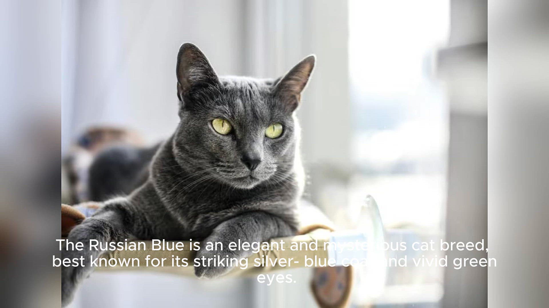 Video thumbnail for Russian Blue