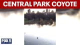 Video thumbnail for WATCH: Coyote seen walking across Central Park frozen pond