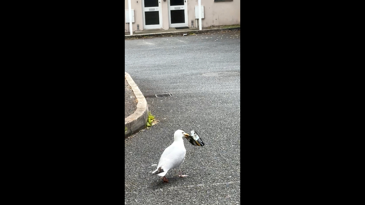 Video thumbnail for Seagull Walks Off with Tobacco in Cornwall