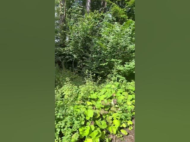 Video thumbnail for Pathways