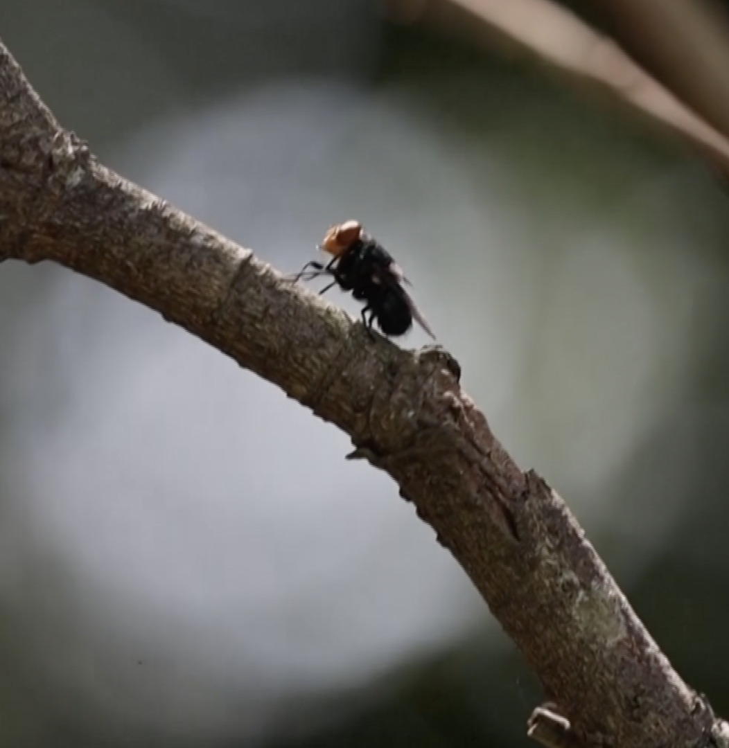 Video thumbnail for What is the deadly disease threatening the US’s cattle industry?