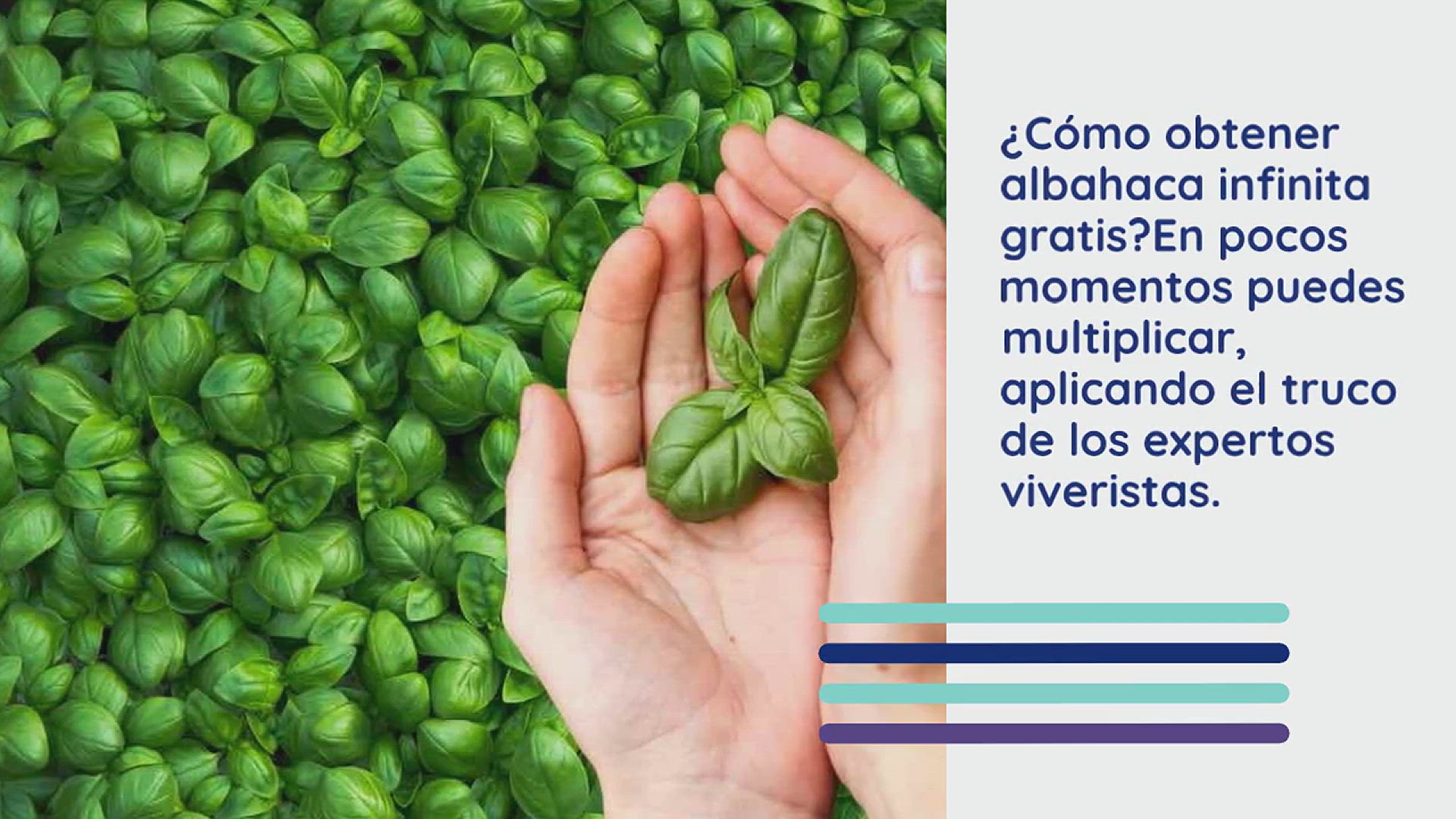 Video thumbnail for Albahaca infinita libre, haz esto para multiplicarla en 2 momentos: el método real