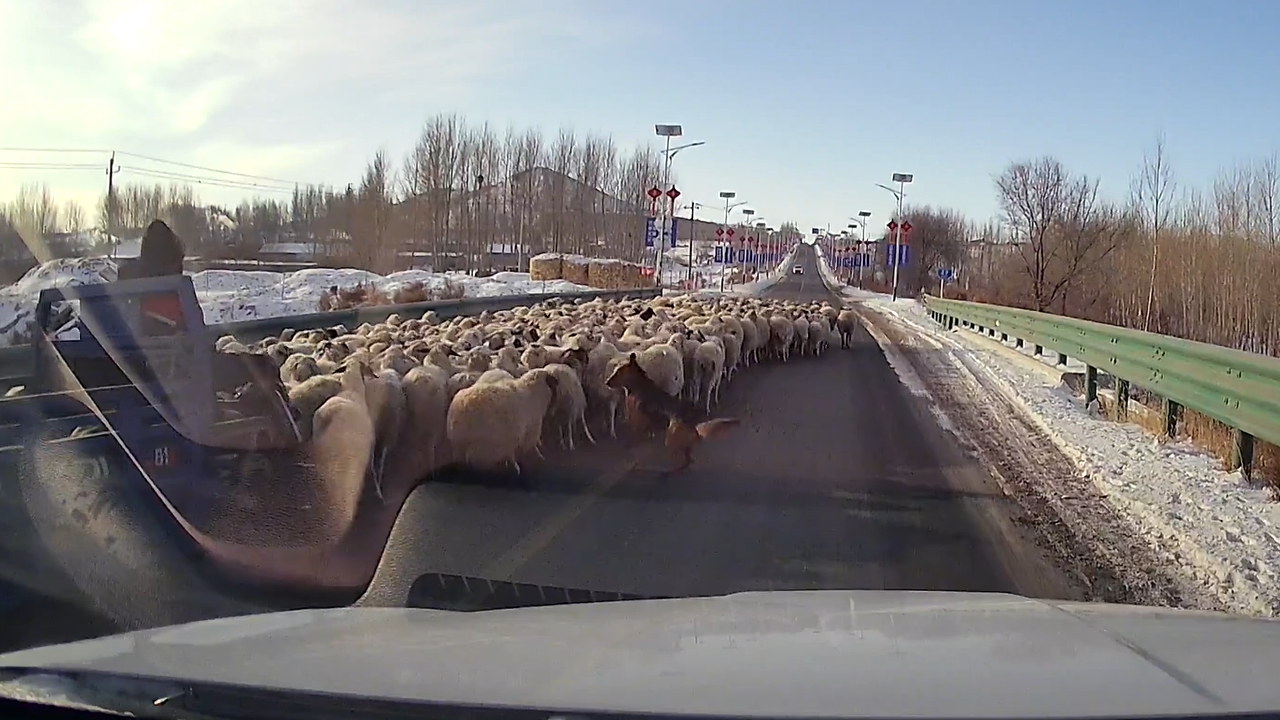 Video thumbnail for Sheepdog Guides Sheep Alongside Road in Mongolia