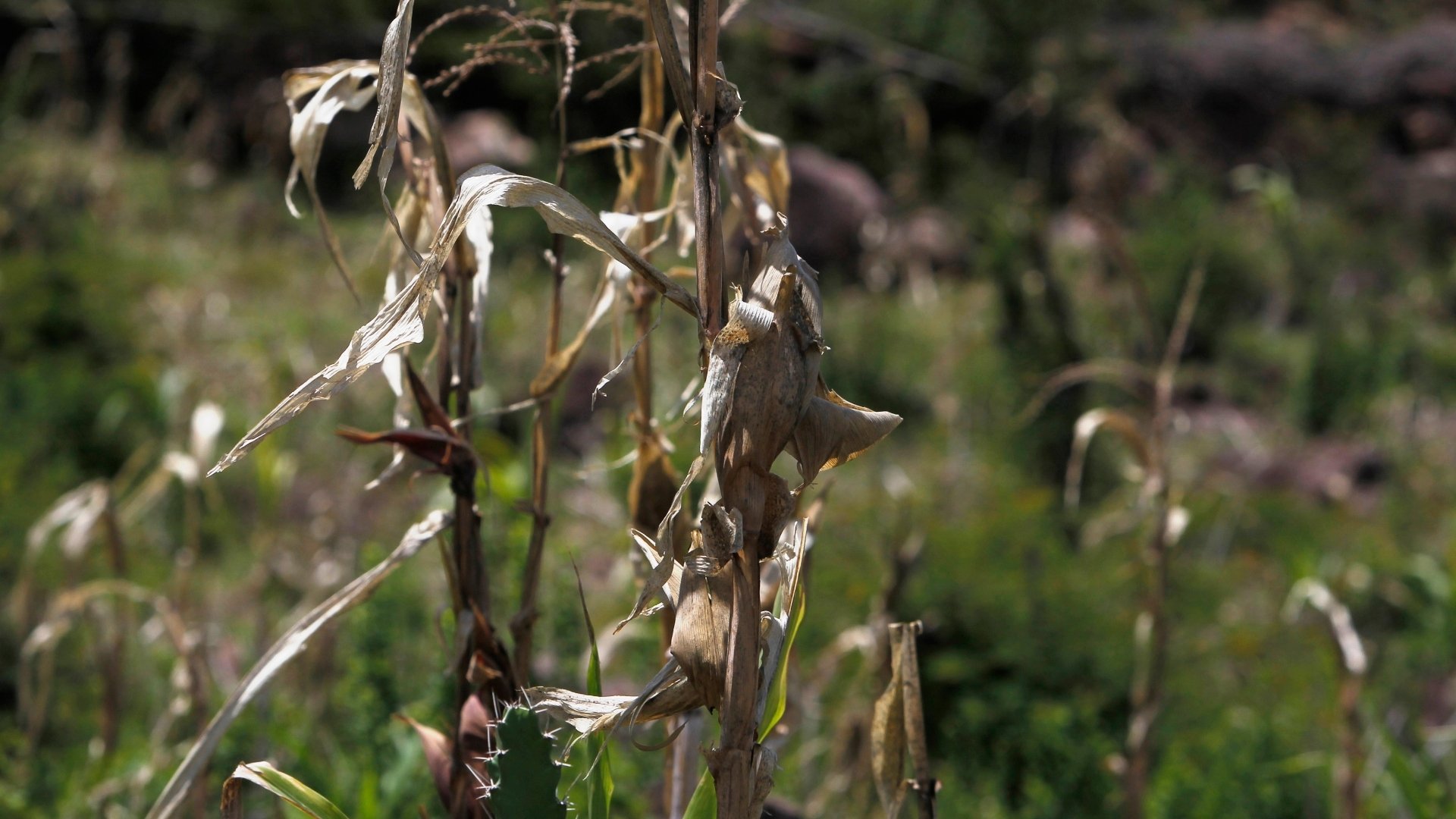 Video thumbnail for Honduras erratic weather: Indigenous communities battle climate crisis