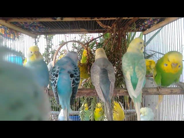 Video thumbnail for Cute Budgie Couple 💑🐦  Love, Joy & Soft Bird Sounds