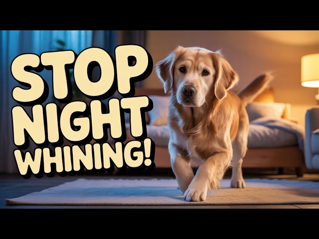 Video thumbnail for Dog Whining at Night? 6 Reasons Your Pup Can’t Sleep
