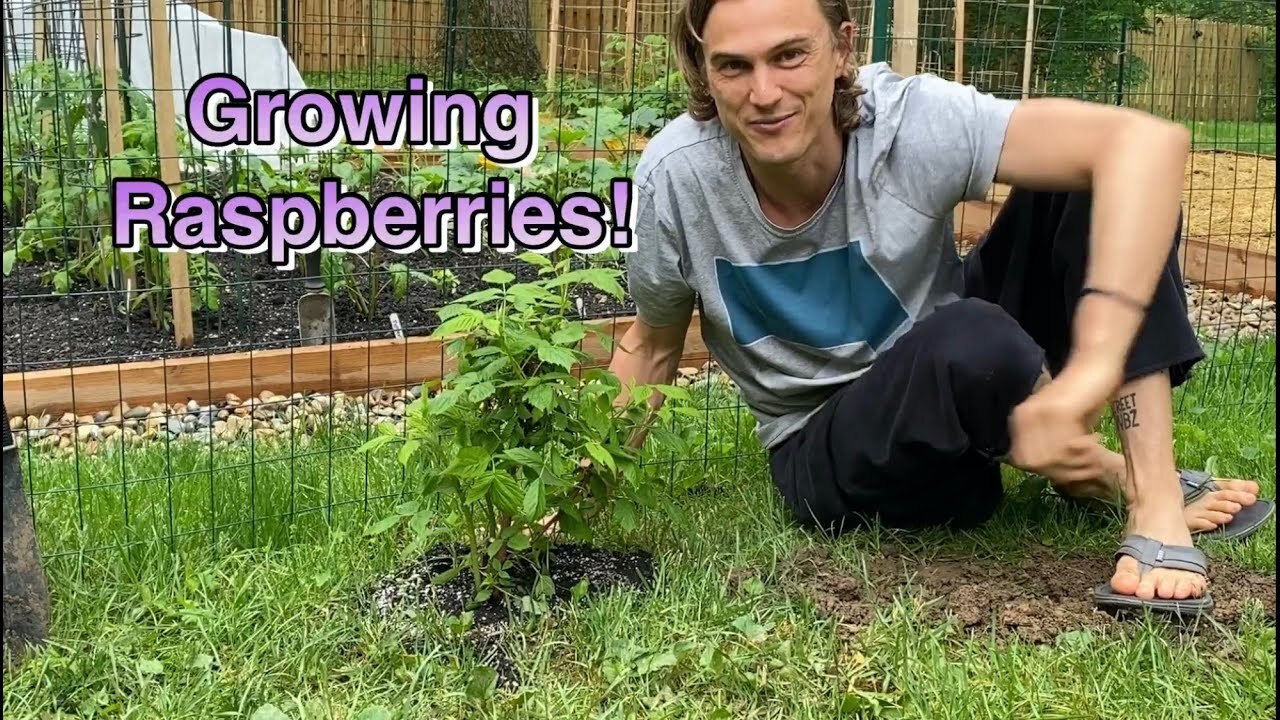 Video thumbnail for Growing Raspberries! Starting your Raspberries and Care