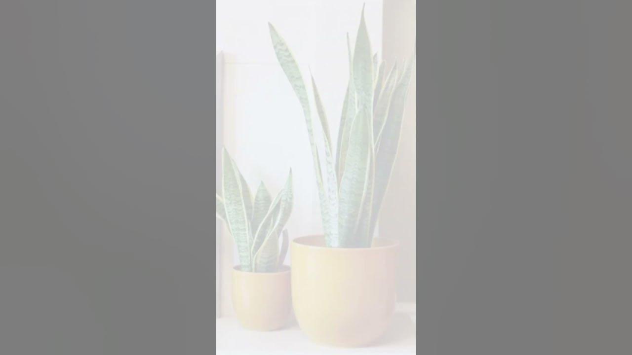 Video thumbnail for 10 Best Indoor Plants for Your Health || #shorts #short