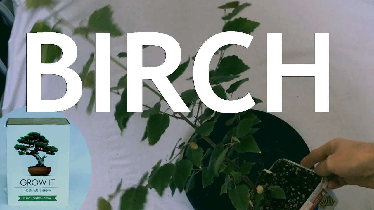 Video thumbnail for Birch from the "Grow It" Bonsai Seed Kit