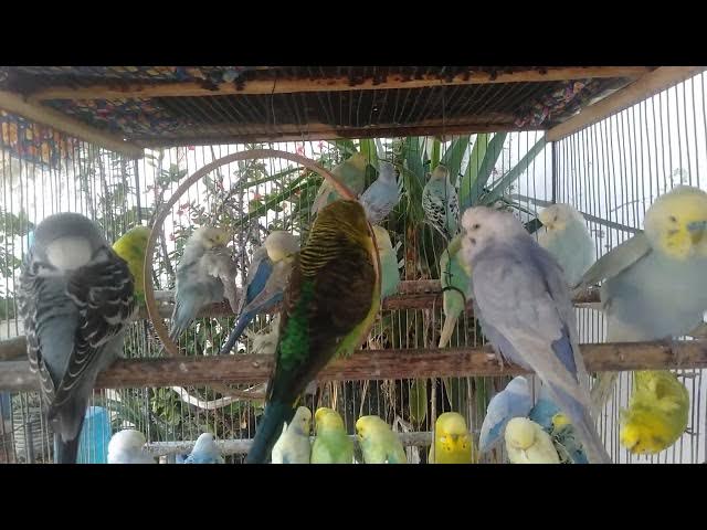 Video thumbnail for Rolige undulater perfekt til mindfulness 🧘🐦 #mindfulnesspets #nordic