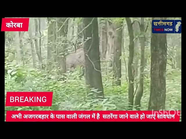 Video thumbnail for फिर आ पहुंचा हाथी कोरबा जिला II अभी कहां पहुंचा ll देखे विडियो ll