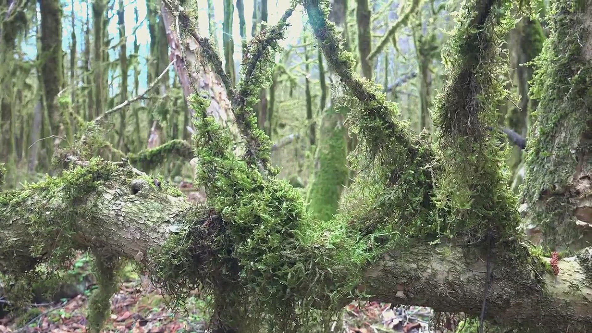 'Video thumbnail for Boxwood Landscaping Ideas'
