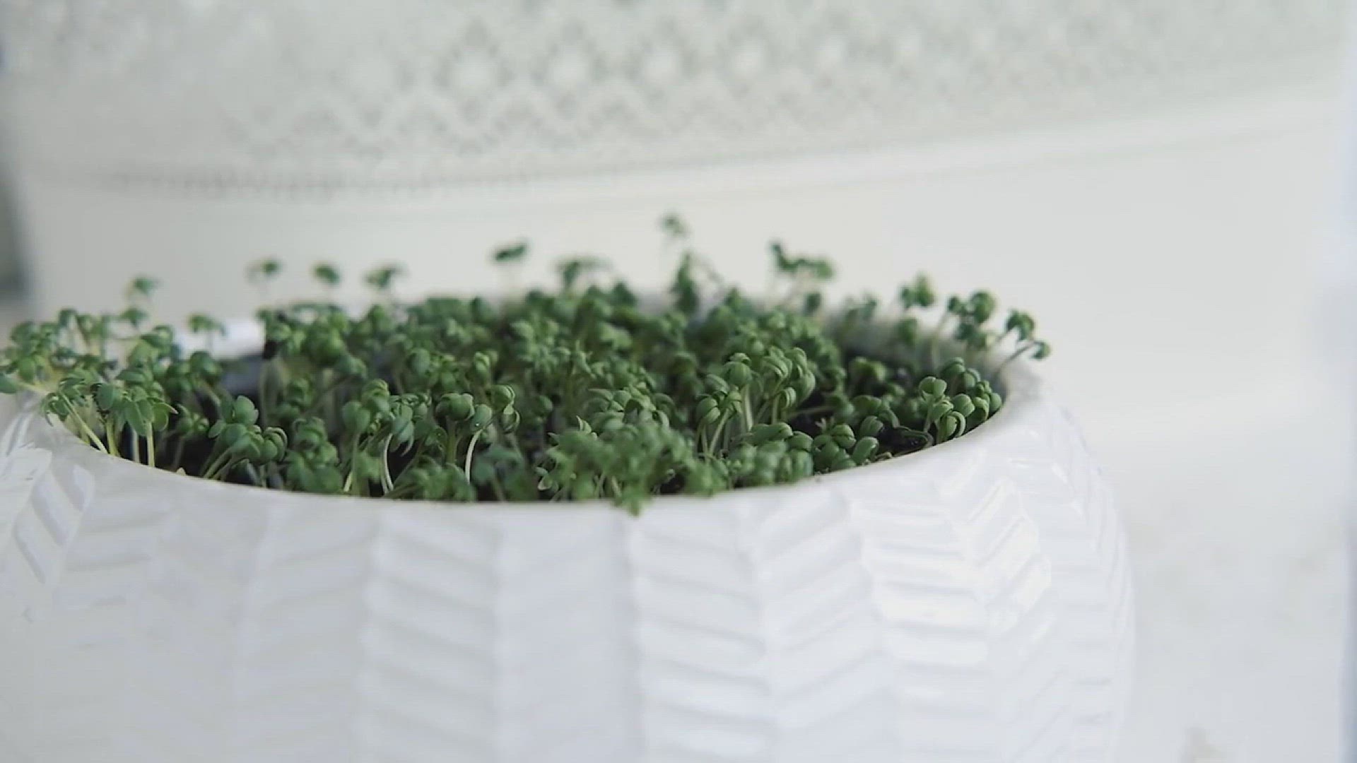 'Video thumbnail for Tips for Growing Salad Kit in Your Backyard'