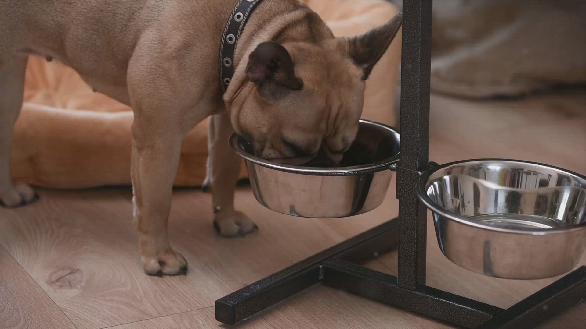 Video thumbnail for Why Isn't My French Bulldog Eating?