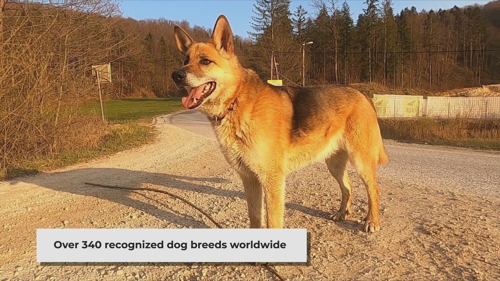 'Video thumbnail for The Journey of Buying a Puppy: Unveiling Fascinating Facts'