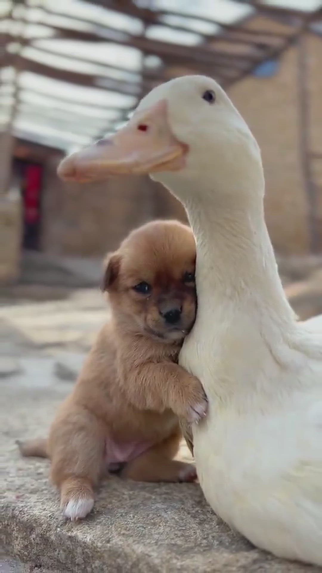 'Video thumbnail for The Duck and the Cat'